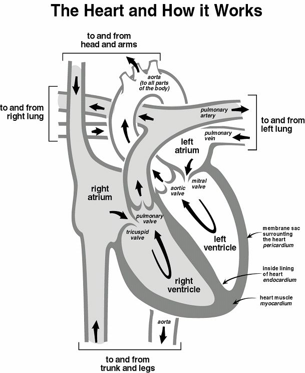 A reasonable illustration of the heart, compartments, valves, and blood flow